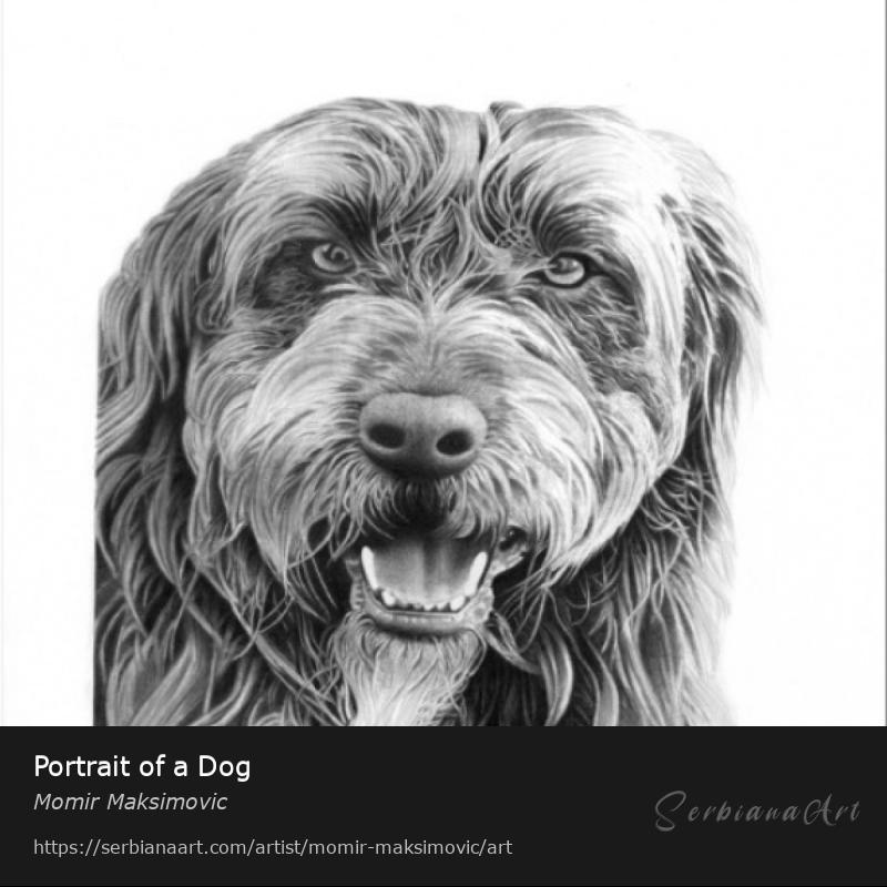 Portrait of a Dog, Pencil/Paper, Momir Maksimovic