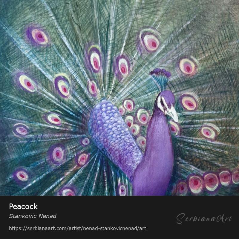 Peacock, Mixed Media/Canvas, Stankovic Nenad