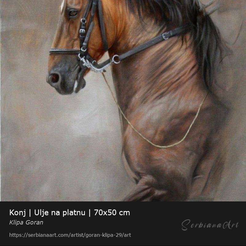 Konj | Ulje na platnu | 70x50 cm, Oil/Canvas, Klipa Goran
