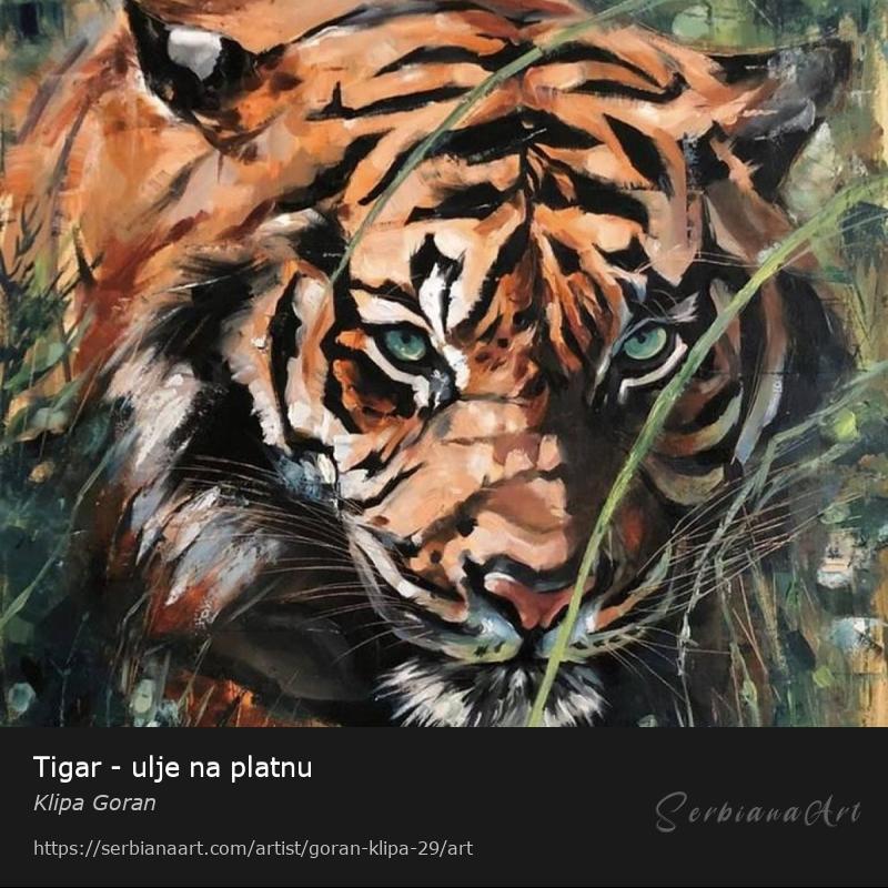 Tigar - ulje na platnu, Oil/Canvas, Klipa Goran