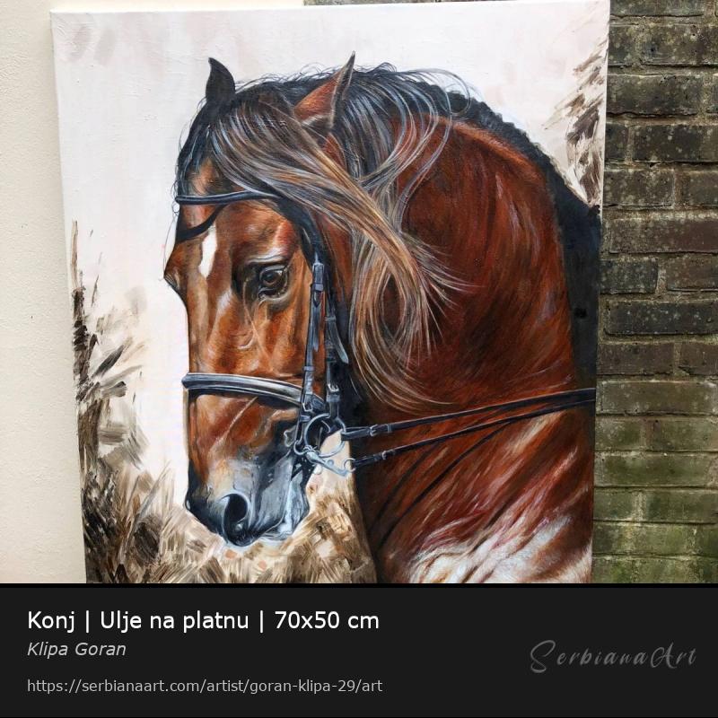 Konj | Ulje na platnu | 70x50 cm, Oil/Canvas, Klipa Goran