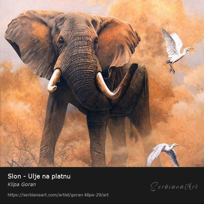 Slon - Ulje na platnu, Oil/Canvas, Klipa Goran