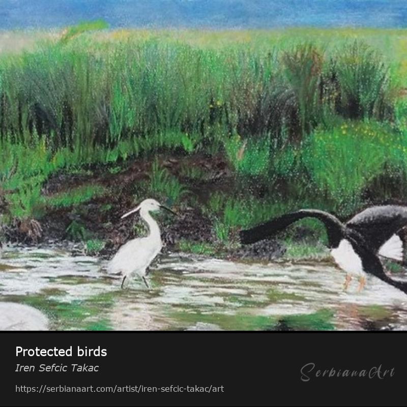 Protected birds, Pastel/Paper, Iren Sefcic Takac