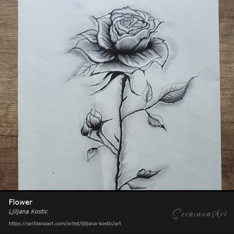 Flower, Pencil/Paper, Ljiljana Kostic