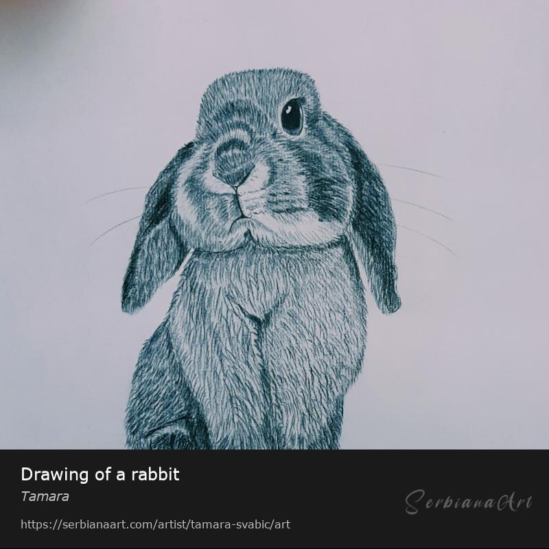 Drawing of a rabbit, Pencil/Paper, Tamara