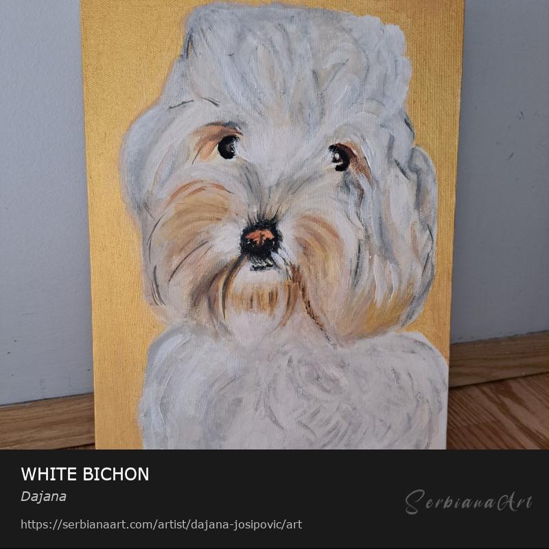 WHITE BICHON, Acrylic/Canvas, Dajana