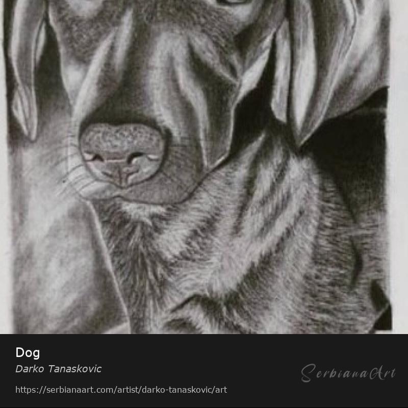 Dog, Pencil/Paper, Darko Tanaskovic