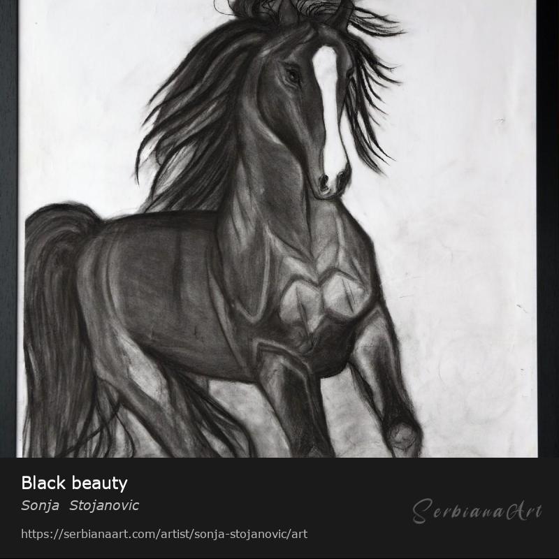 Black beauty, Charcoal/Paper, Sonja  Stojanovic