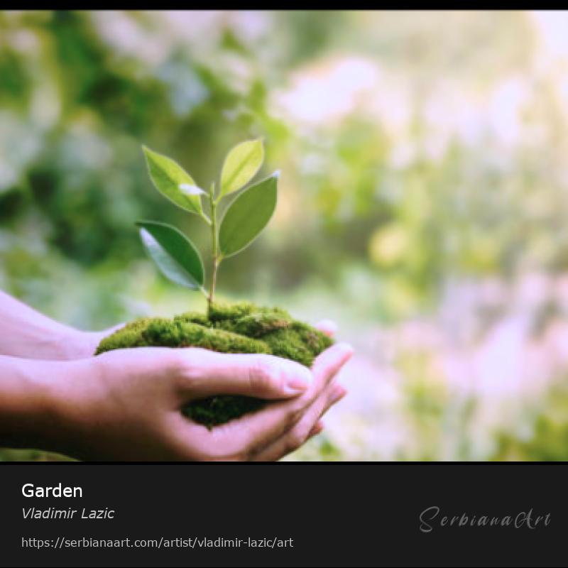 Garden, Photography/Unspecified, Vladimir Lazic