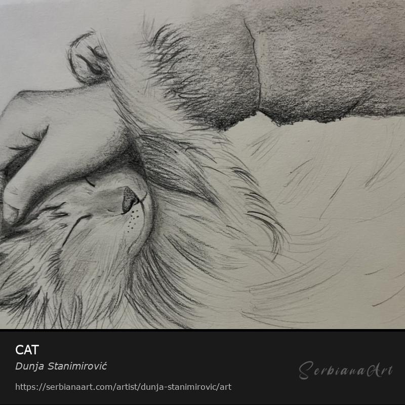 CAT, Graphics/Paper, Dunja Stanimirović