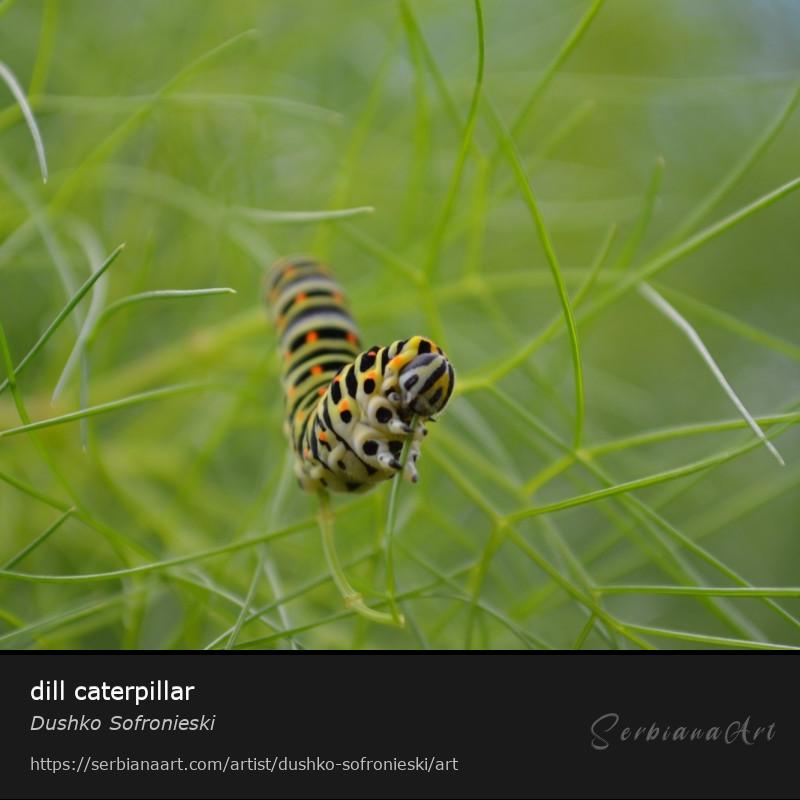 dill caterpillar, Photography/Unspecified, Dushko Sofronieski