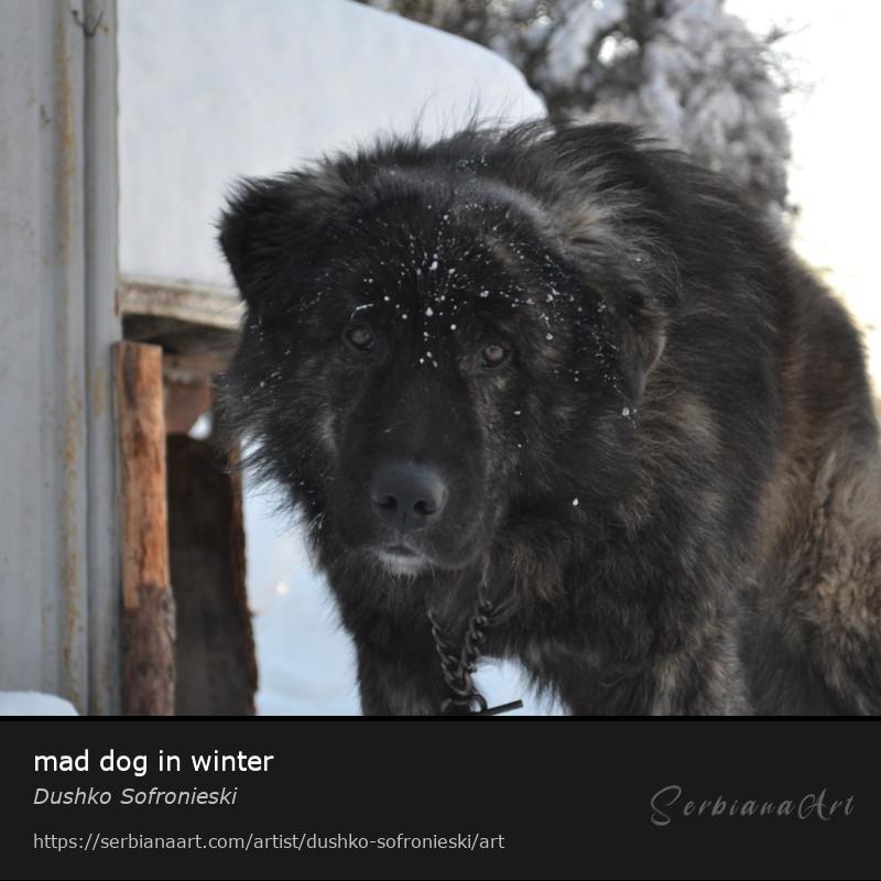 mad dog in winter, Photography/Unspecified, Dushko Sofronieski