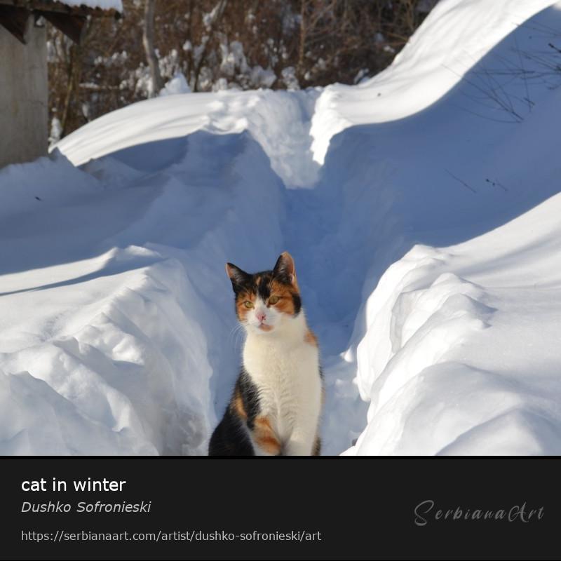 cat in winter, Photography/Unspecified, Dushko Sofronieski
