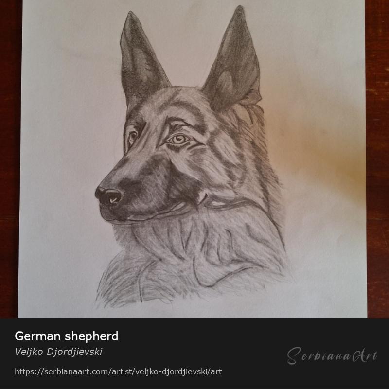 German shepherd, Pencil/Paper, Veljko Djordjievski