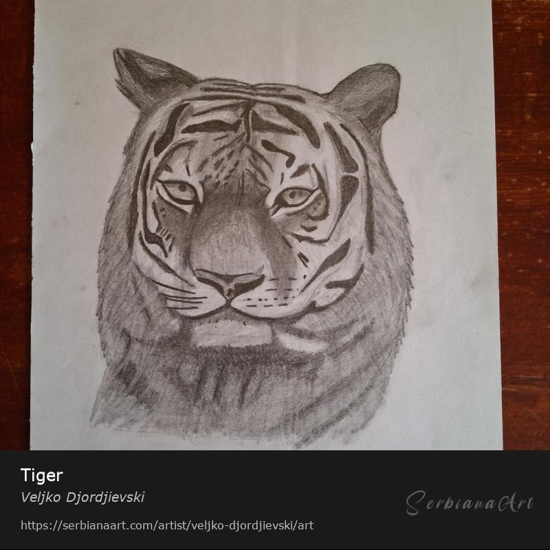Tiger, Pencil/Paper, Veljko Djordjievski