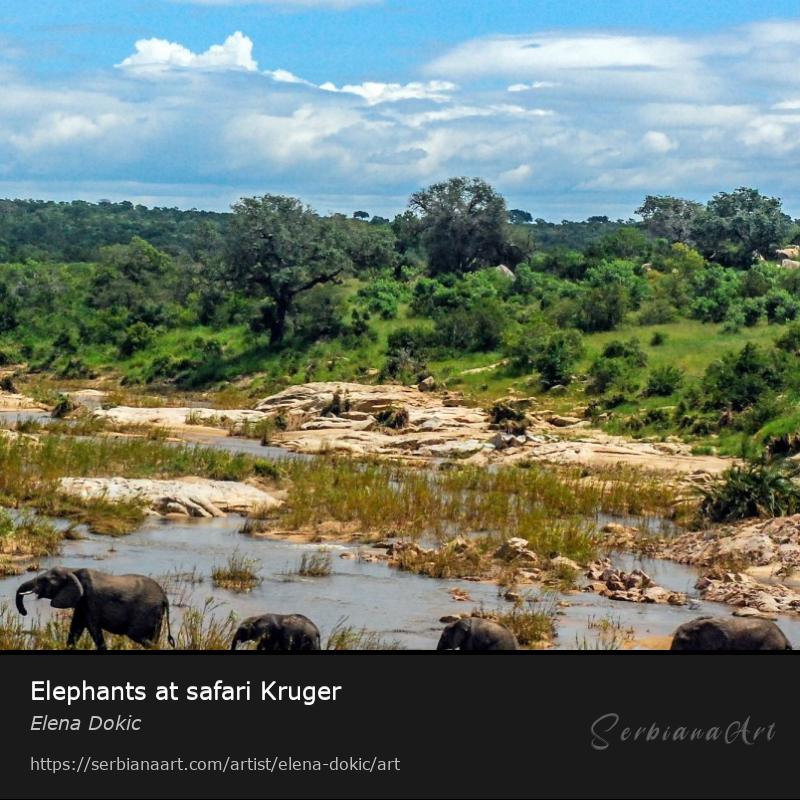 Elephants at safari Kruger, Photography/Unspecified, Elena Dokic