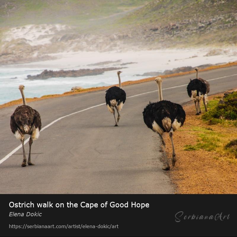 Ostrich walk on the Cape of Good Hope, Photography/Unspecified, Elena Dokic