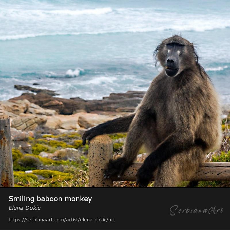 Smiling baboon monkey, Photography/Unspecified, Elena Dokic