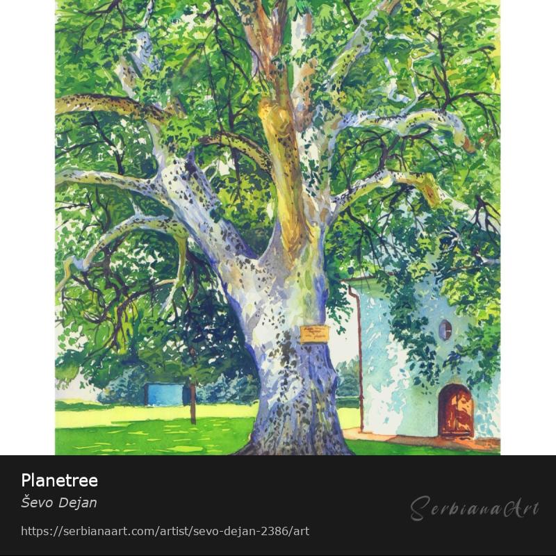 Planetree, Watercolor/Paper, Ševo Dejan