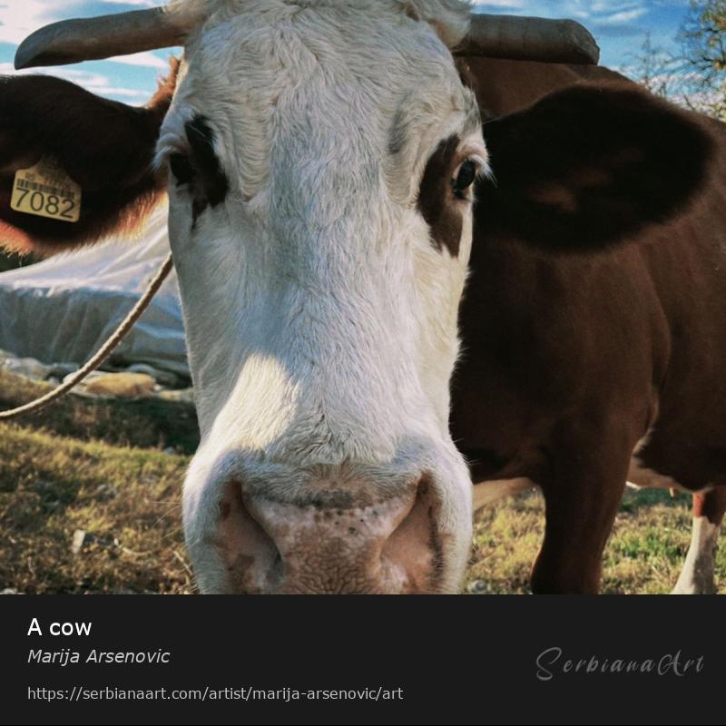 A cow, Photography/Unspecified, Marija Arsenovic