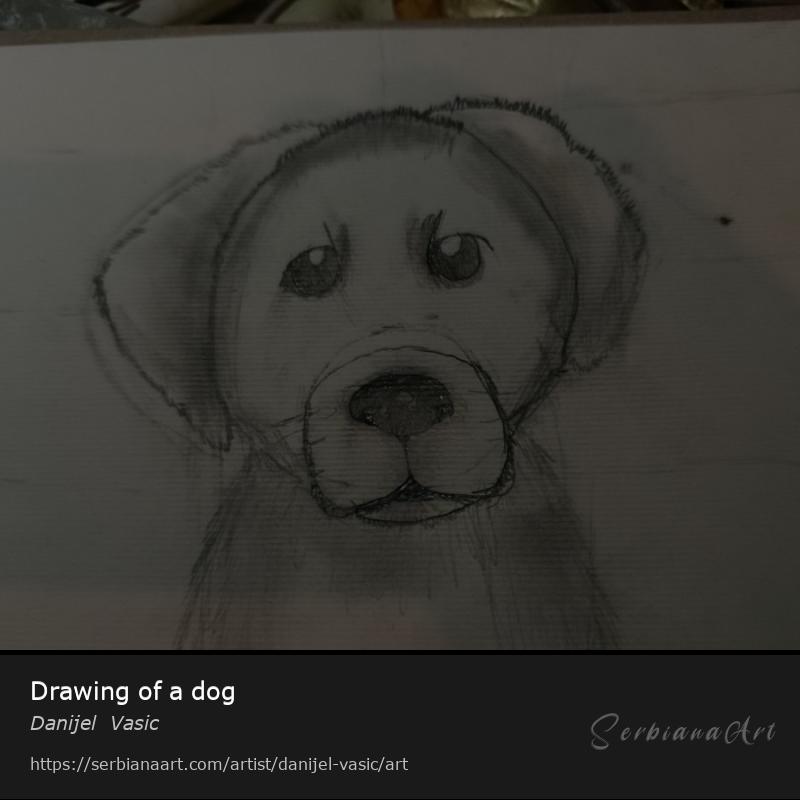 Drawing of a dog, Pencil/Paper, Danijel  Vasic