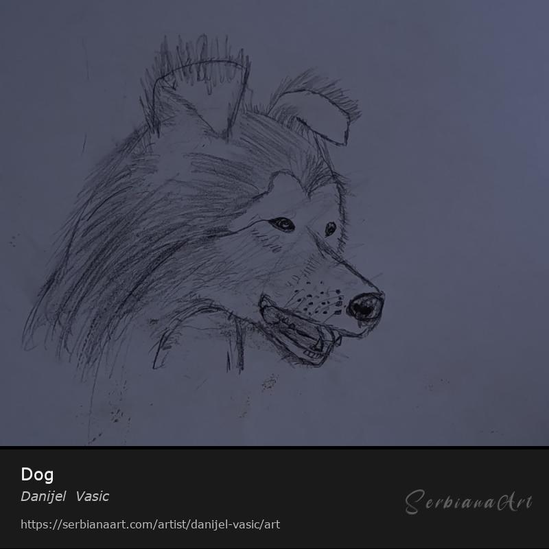 Dog, Pencil/Paper, Danijel  Vasic