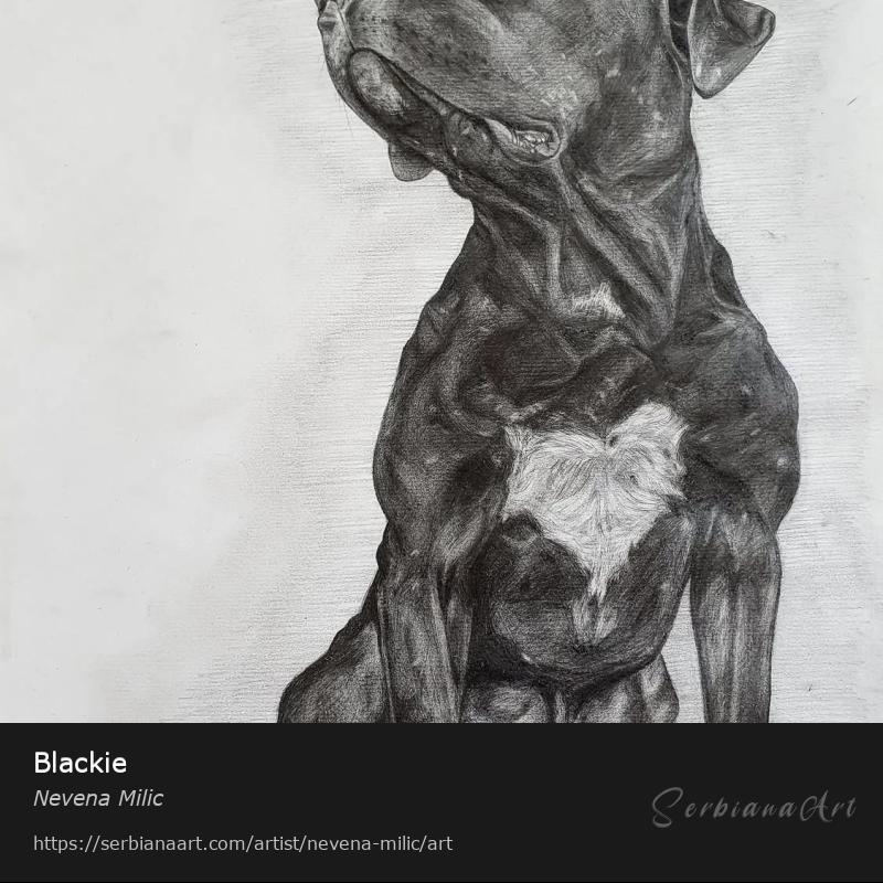 Blackie, Pencil/Paper, Nevena Milic