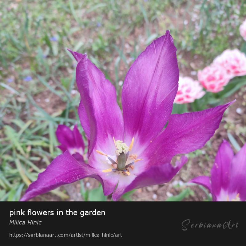 pink flowers in the garden, Photography/Unspecified, Milica Hinic