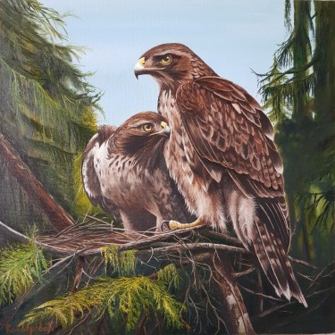 Hawks by Kamberović Udait