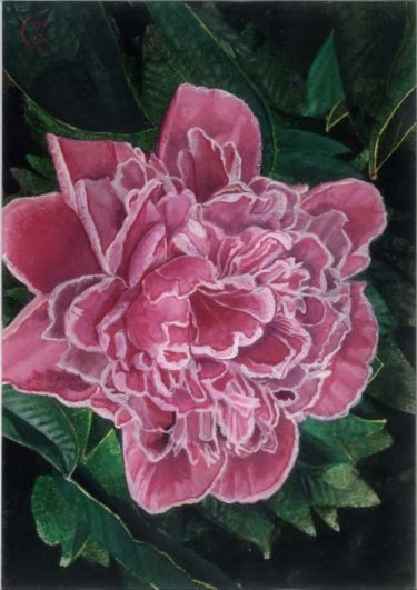 Red peony by Labović Dusan