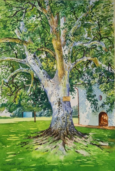 The old plane tree by Ševo Dejan