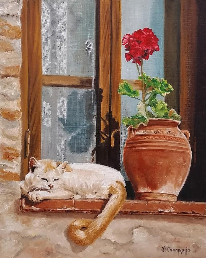 Kitty in the window