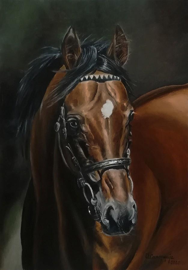 Horse 1