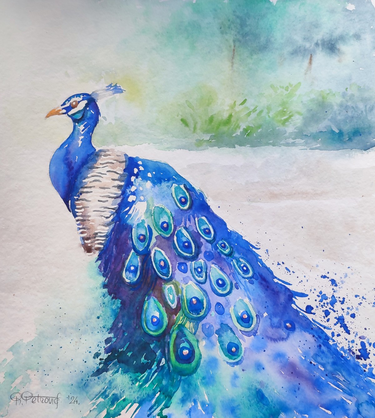 Peacock 7