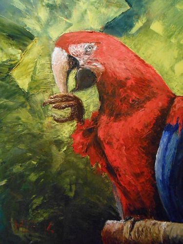 Macaw