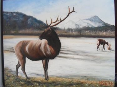 Elk