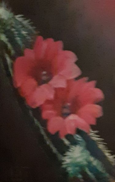 Cactus flower,  by Medić Zoran