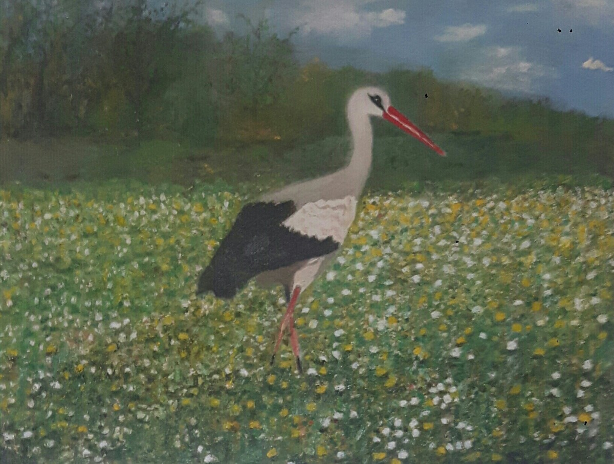 Stork in the meadow
