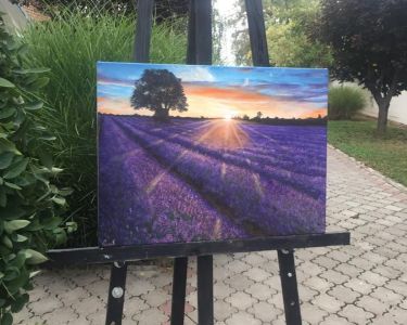 Lavender field