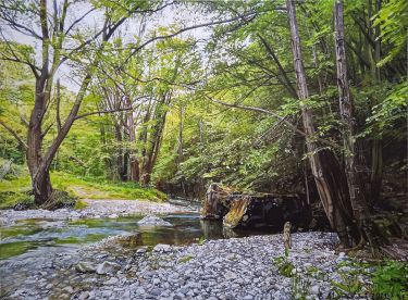 Canopy by the river