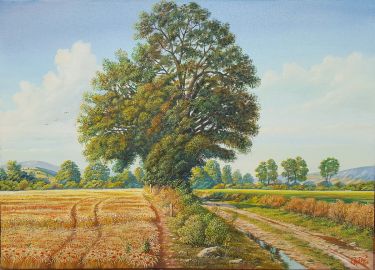 grain field by MILOVANOVIC PEDJA