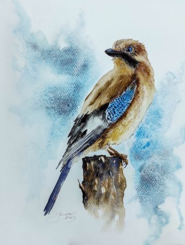 Eurasian Jay,  by Godnič Bakoš Žanet