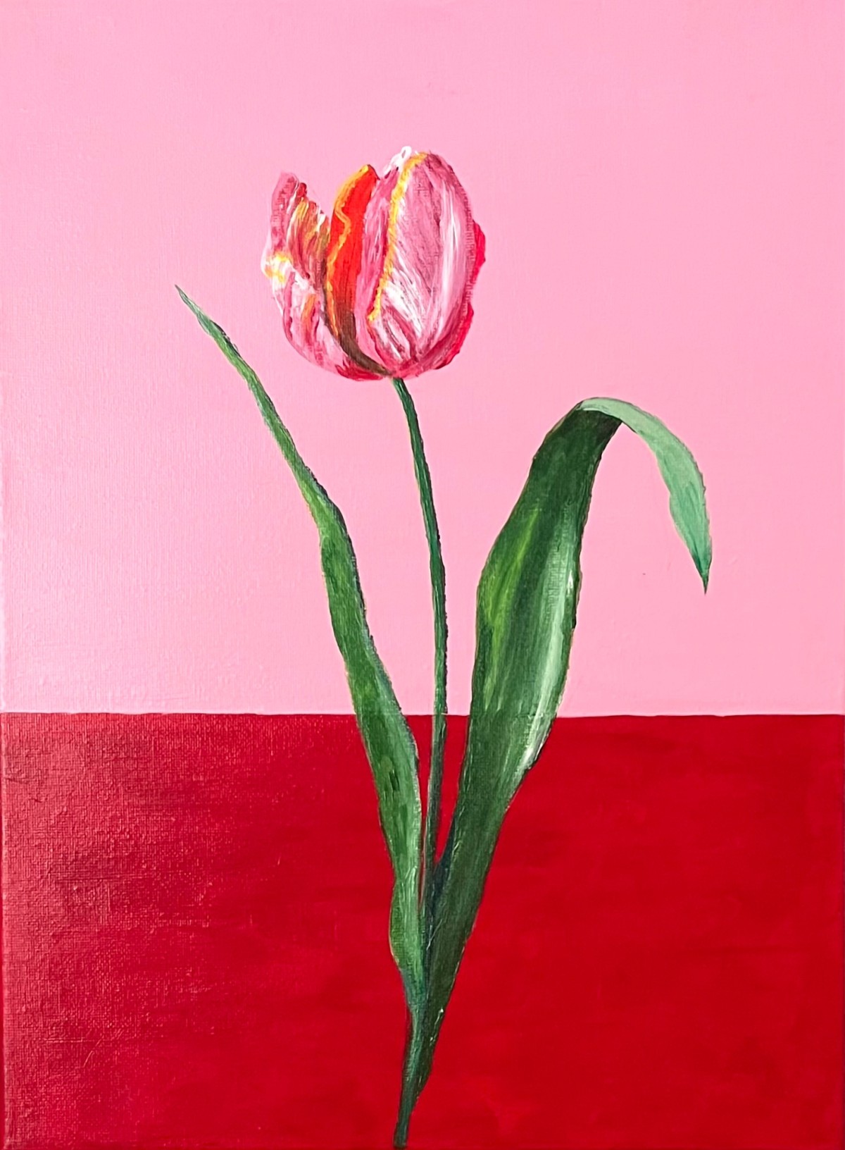 Tulip