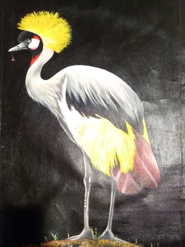 grey crowned crane by exotic gallery