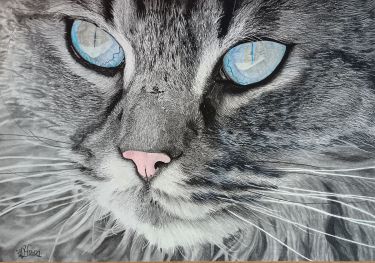 Portret mačke
