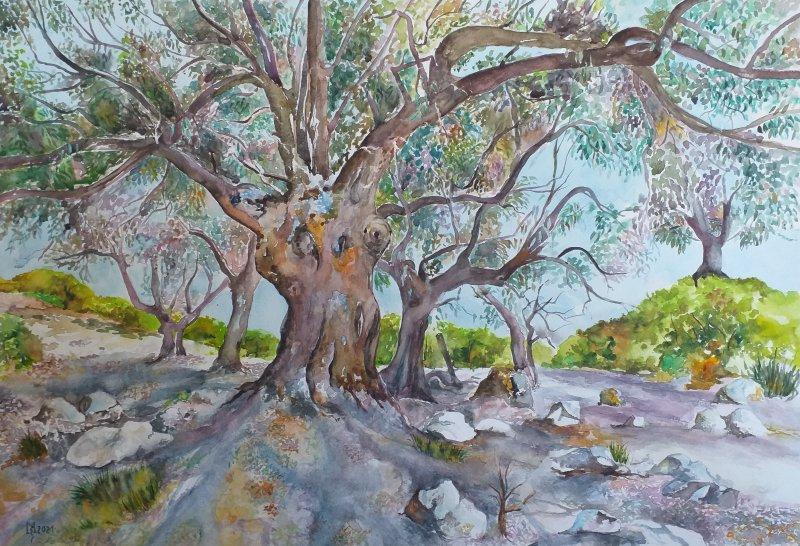 OLD OLIVES II, Painting Mihajlovic Zoran