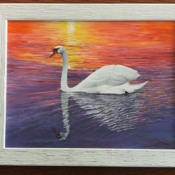 Swan