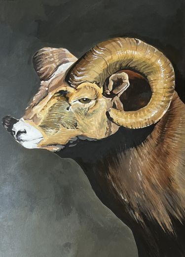 Portrait Of A Ram