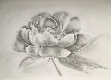Rose by Mirjana Dokmanović