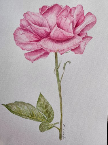 Rose by Jelena Dugandzija